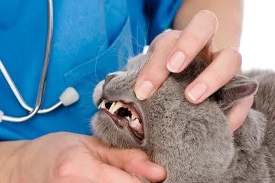 😺В каком возрасте у котят меняются зубы? Особенности ухода и питания в  этот период | Нос, хвост, лапы | Дзен
