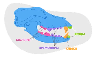 Стоматология для животных в Санкт-Петербурге