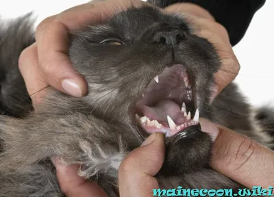 Смена зубов у кошек - фотоальбом пользователя КсяМа 59365