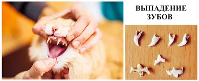Смена зубов у котят: когда у котенка меняются молочные зубы? | WHISKAS®