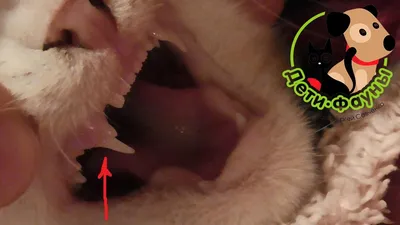 Смена зубов у котят - картинки и фото koshka.top