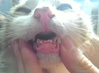 Молочные зубы у животных. Удаление в Беларуси