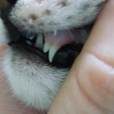 Сколько зубов у кошки? Смена зубов у кошки и некоторые осложнения - YouTube