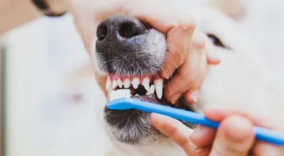 Прорезывание и смена молочных зубов у котят - симптомы, правила ухода и  лечение
