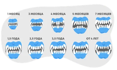 Смена зубов у собак фото фотографии