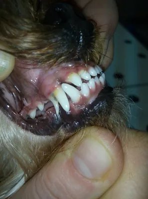 FORSIDE Veterinary Clinic - Точно так же как и у детей у животных в  определенном возрасте начинается смена зубов с молочных на постоянные. 🟢Смена  зубов у собак начинается в 3-7 месяцев и