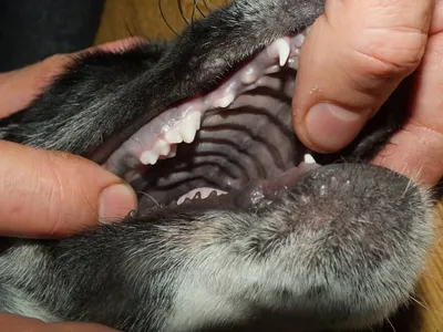Молочные зубы у щенков - когда у щенков меняются зубы, сколько молочных  зубов у щенков | Pet-Yes