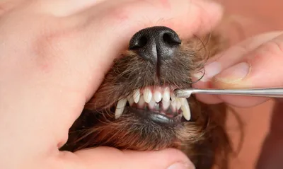 Когда у собак меняются зубы: как помочь питомцу и особенности процесса |  Royal Canin UA
