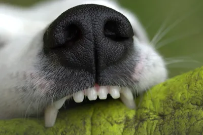 Смена зубов у собак мелких пород. Личный опыт померанского шпица | Ася Шпиц  | Дзен