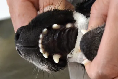 Смена молочных зубов у собак: возрастные рамки и возможные проблемы