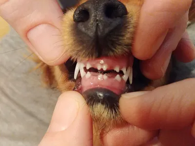 Когда у щенка меняются зубы: смена молочных зубов у щенков | PERFECT FIT™