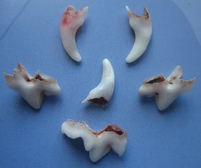 Как избежать проблем при смене зубов у щенков? | Цвергпинчер - жизнь  маленькой собаки | Дзен