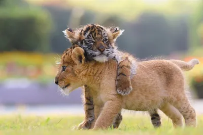 Смесь тигра и Льва - 71 фото