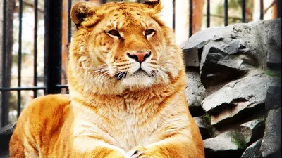 Помесь льва и тигра - 70 фото