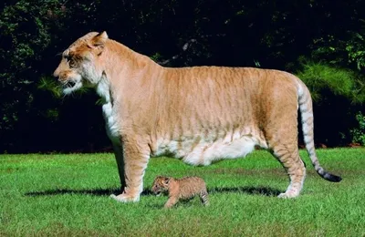 Смесь, гибрид тигра и льва: как называется, как выглядит? Кто такой лигр и  тигролев? Тигролев и лигр: в чем отличия? | Большие кошки, Кошки, Котята