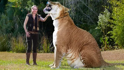 Лигр Геркулес-самая огромная кошка в мире! Гибрид самца льва и самки тигра.  - YouTube