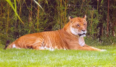 Львенок и тигренок подружились в японском зоопарке African Safari | GQ  Россия