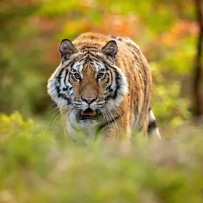 Лигры, тигрольвы и другие помеси кошачьих. Сайт про зверей - ZveroSite.ru