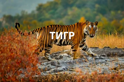 Неправильное питание: в китайском зоопарке розстовстіли тигры — Курьезы