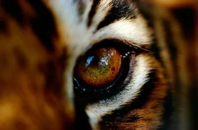 Картина акварелью, смесь тигра-…» — создано в Шедевруме