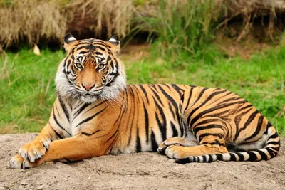 В Новосибирском зоопарке завершается реконструкция вольеров для львов и  тигров - 5 декабря 2019 - НГС.ру