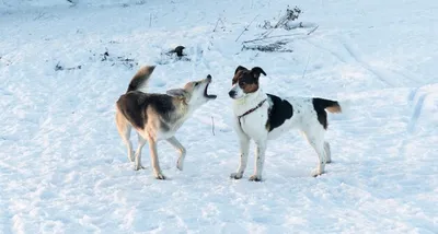 Смешанные Породы Собак Черно-Белый Изолированных Сером Фоне Стоковые  Фотографии | FreeImages