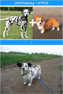 две смешанные породы собак порода пара смешанная Фото Фон И картинка для  бесплатной загрузки - Pngtree