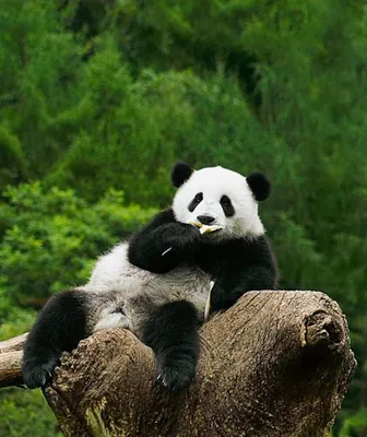 Смешная панда Cub ест бамбуковый всход, основание панды Чэнду, Китай  Стоковое Фото - изображение насчитывающей фарфор, чэнду: 104975342