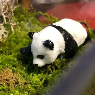 Панда из китайского зоопарка смешит в видео пользователей Сети — Курьезы