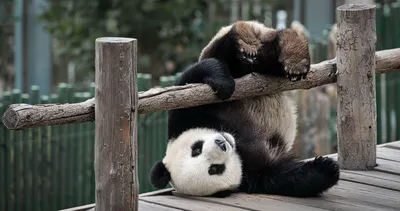 Смешной новичок панды в Чунцине, Китае Стоковое Фото - изображение  насчитывающей черный, ангстрома: 99045250