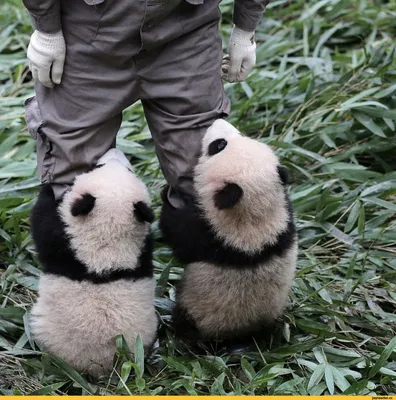 Ежедневник «Смешная панда. Толстая панда с большими глазами» цвет белый -  дизайнер принта mnogoarta