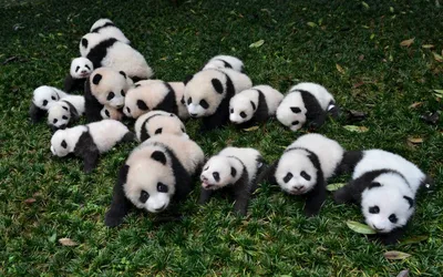 В Китае новорожденные смешные панды впервые появились на публике — Курьезы