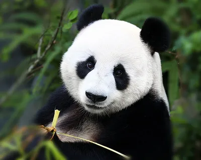 Смешная мультяшная панда стоковое фото ©julos 72254135