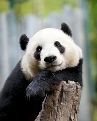 Такая смешная панда.🐼 панда сидит …» — создано в Шедевруме