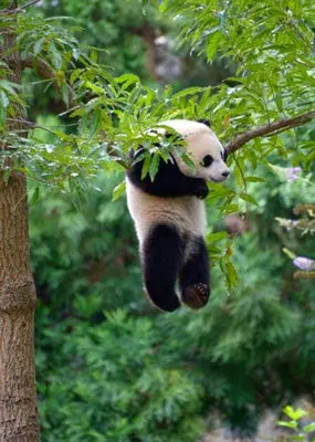 Смешная гигантская панда есть бамбук Изумляя дикое животное в лесе Стоковое  Изображение - изображение насчитывающей парк, угрожано: 143476787