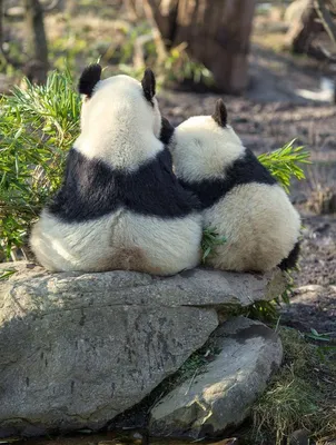 смешная панда лежит на его стороне на бревне милый мир Стоковое Фото -  изображение насчитывающей вахта, сторона: 230116390