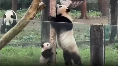 Обои на рабочий стол Прикольная панда (бамбуковый медведь) меланхолично  жуёт побеги молодого бамбука, обои для рабочего стола, скачать обои, обои  бесплатно