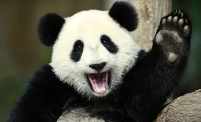 Смешные и прикольные панды (55 фото)