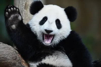 Забавная история»: появились кадры, как панда учит детеныша лазать по  деревьям