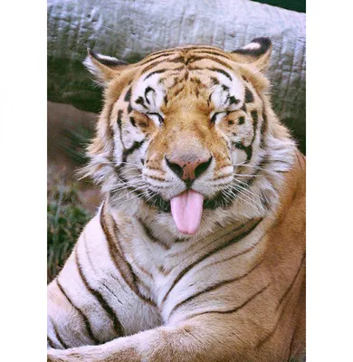 Смешное фото тигра фотографии