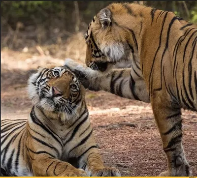 Смешной необычный пушистый тигр, …» — создано в Шедевруме