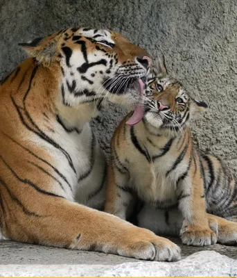 Смешное Движение Сибирского Тигра — стоковые фотографии и другие картинки  Без людей - Без людей, Большая кошка, Выражение лица - iStock