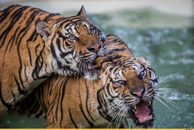 белый тигр показывает язык смешное фото животных в зоопарке Стоковое  Изображение - изображение насчитывающей млекопитающее, черный: 224313185