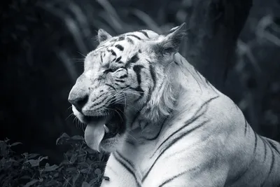Фото приколы, картинки с надписями и лучшее фото тигра в год Тигра | Mixnews