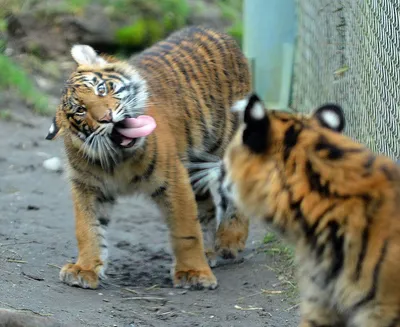 Веселый тигр картинки (41 фото) » Юмор, позитив и много смешных картинок