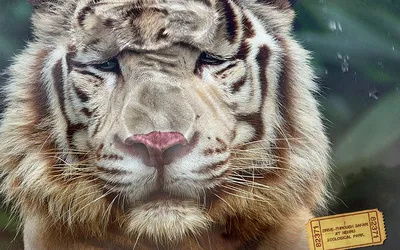 Смешно смотреть». Специалисты жестко ответили всем, кто распространяет  панику по поводу тигров в Приморье