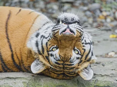 Год тигра тигра детские Смешные головки рыбы набор Cosplay ежегодное  собрание