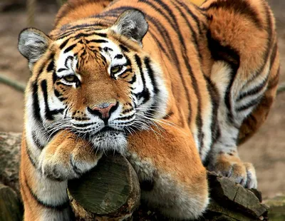 Смешной тигр (63 фото)