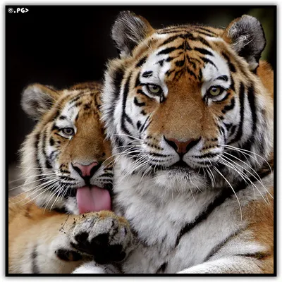 Кружка HotCup's \"Смешная, с приколом, мем, Што за лев этот тигр\", 330 мл -  купить по доступным ценам в интернет-магазине OZON (1091601642)