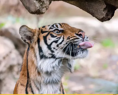 2022 Календарь Год тигра. Забавные тигрята купить в DomKnigi в Европе